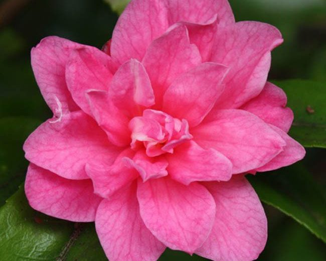 Camellia 'Fragrant Pink