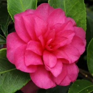 Camellia Hiemalis 'Chansonette', Camellia 'Chansonette', 'Chansonette' Camellia, Camellia sasanqua 'Chansonette', Fall Blooming Camellias, Winter Blooming Camellias, Early Season Camellias, Pink flowers, Pink Camellias