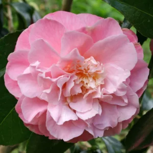 Camellia Japonica 'Annie Wylam', Camellia 'Annie Wylam', 'Annie Wylam' Camellia, Winter Blooming Camellias, Spring Blooming Camellias, Fall Blooming Camellias, Early to Late Season Camellias, Pink Camellias, Pink Flowers