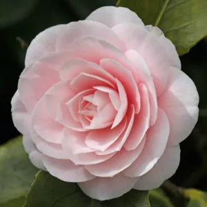 Camellia Japonica 'Ave Maria', Camellia 'Ave Maria', 'Ave Maria' Camellia, Fall Blooming Camellias, Winter Blooming Camellias, Spring Blooming Camellias, Early to Late Season Camellias, Pink flowers, Pink Camellias