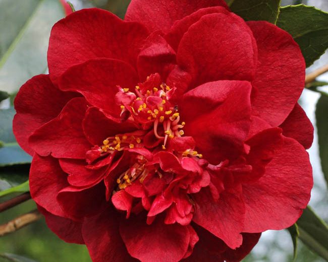 Camellia Japonica 'Bob Hope', Camellia 'Bob Hope', 'Bob Hope' Camellia, Camellia 'Hebe', Winter Blooming Camellias, Spring Blooming Camellias, Mid Season Camellias, Red flowers, Red Camellias