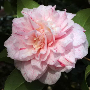 Camellia Japonica 'Carter's Sunburnt', Camellia 'Carter's Sunburnt', 'Carter's Sunburnt' Camellia, Camellia 'Carter's Sunburnt Regular', Fall Blooming Camellias, Winter Blooming Camellias, Spring Blooming Camellias, Early to Late Season Camellias, Pink flowers, Pink Camellias