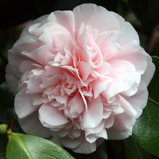 Monrovia® Debutante Camellia - Camellia japonica 'Debutante' – ServeScape