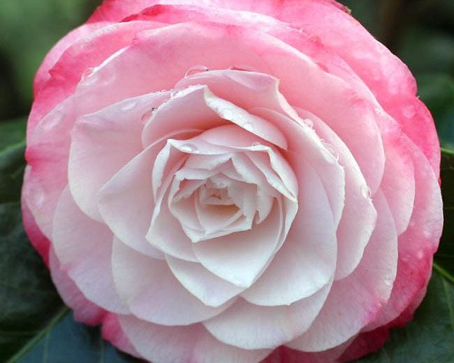 Camellia Japonica 'Desire', Camellia 'Desire', 'Desire' Camellia, Fall Blooming Camellias, Winter Blooming Camellias, Spring Blooming Camellias, Early to Mid Season Camellias, Pink Camellias, Pink Flowers