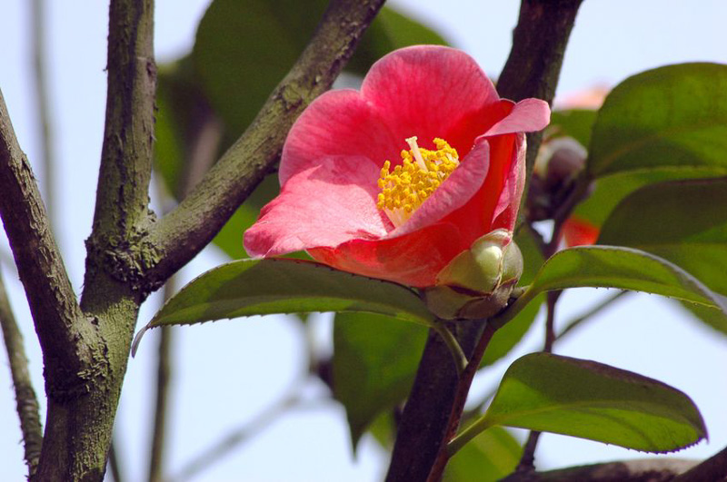Camellia japonica 'Korean Fire'