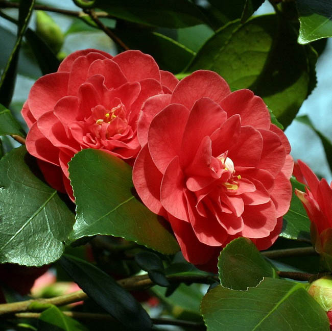 Camellia japonica 'Lady Campbell'