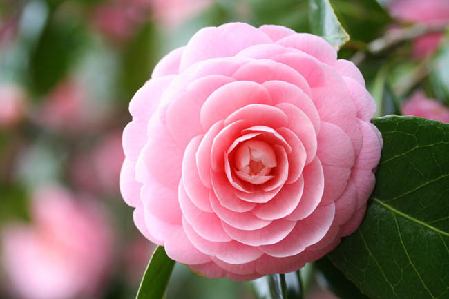 Camellia Japonica 'Pink Perfection', Camellia 'Pink Perfection', 'Pink Perfection' Camellia, Camellia 'Otome', Camellia 'Pink Pearl, Camellia 'Frau Minna Seidel', Fall Blooming Camellias, Winter Blooming Camellias, Spring Blooming Camellias, Early to Late Season Camellias, Pink flowers, Pink Camellias