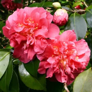 Camellia Japonica 'Scentsation', Camellia 'Scentsation', 'Scentsation' Camellia, Winter Blooming Camellias, Spring Blooming Camellias, Mid Season Camellias, Pink flowers, Pink Camellias