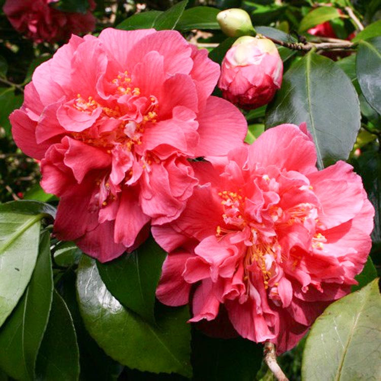 Camellia japonica 'Scentsation'