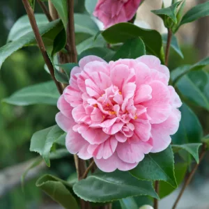 Camellia Japonica 'Tricolor', Camellia 'Tricolor', 'Tricolor' Camellia, Camellia 'Ezo-Nishiki', Camellia 'Wakanoura Variegated', Winter Blooming Camellias, Spring Blooming Camellias, Mid Season Camellias, White flowers, White Camellias,Camellia japonica 'Sieboldii'