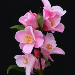 Camellia 'Minato-No-Akebono', 'Minato-No-Akebono' Camellia, Fall Blooming Camellias, Winter Blooming Camellias, Spring Blooming Camellias, Early to Late Season Camellias, Pink flowers, Pink Camellias