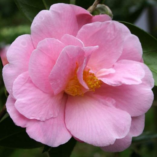 Camellia 'Pink Icicle','Pink Icicle' Camellia, Cold Hardy Camellias, Camellia Hybrids, Pink flowers, Spring Camellias, Winter Blooming Camellias, Spring Blooming Camellias