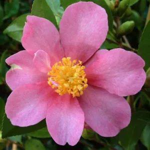 Camellia Sasanqua 'Hugh Evans', Camellia 'Hugh Evans', 'Hugh Evans' Camellia, Fall Blooming Camellias, Winter Blooming Camellias, Pink flowers, Pink Camellias, Early Season Camellias