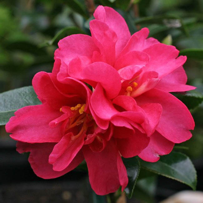 Camellia sasanqua 'Kanjiro'