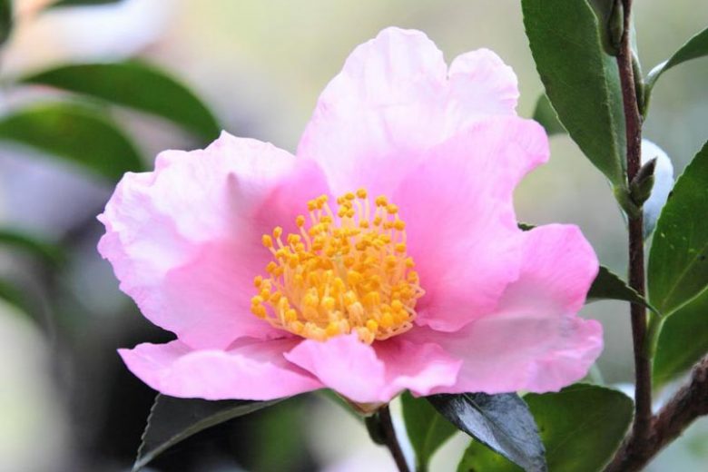 Camellia Sasanqua 'Plantation Pink', Camellia 'Plantation Pink', 'Plantation Pink' Camellia, Fall Blooming Camellias, Winter Blooming Camellias, Pink flowers, Pink Camellias, Early Season Camellias