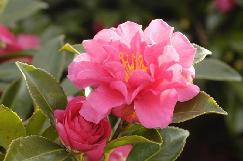 Camellia Sasanqua 'Shishigashira', Camellia 'Shishigashira', 'Shishigashira' Camellia, Camellia 'Lion's Head', Camellia 'Beni-Kantsubaki', Fall Blooming Camellias, Winter Blooming Camellias, Early Season Camellias, Pink Camellia, Red Camellia