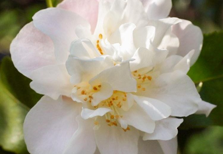 Camellia 'Scentuous', 'Scentuous' Camellia, Winter Blooming Camellias, Spring Blooming Camellias, Fragrant Camellias, Mid to Late Season Camellias, White flowers, White Camellias
