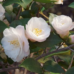 Camellia 'Spring Mist', 'Spring Mist' Camellia, Winter Blooming Camellias, Spring Blooming Camellias, Fragrant Camellias, Early to Mid Season Camellias, Pink flowers, Pink Camellias