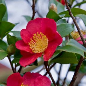 Camellia x Vernalis 'Yuletide', Camellia 'Yuletide', 'Yuletide' Camellia, Camellia sasanqua 'Yuletide, Fall Blooming Camellias, Winter Blooming Camellias, Spring Blooming Camellias, Early to Mid Season Camellias, Red Flowers, Red Camellias