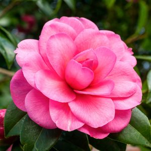 Camellia x Williamsii 'Water Lily', Camellia 'Water Lily', 'Water Lily' Camellia, Fall Blooming Camellias, Winter Blooming Camellias, Spring Blooming Camellias, Early to Late Season Camellias, Pink flowers, Pink Camellias