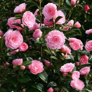 Camellia x Williamsii 'E.G. Waterhouse', Camellia E.G. Waterhouse, E.G. Waterhouse Camellia, Spring Blooming Camellias, Late Season Camellias, Pink flowers, Pink Camellias