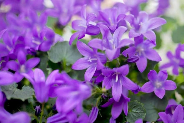 Campanula 'Birch Hybrid', 'Birch Hybrid' Bellflower, Violet flowers, Purple flowers, Lavender flowers, groundcover