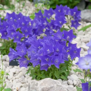 Campanula carpatica var. turbinata 'Jewel', Carpathian Bellflower 'Jewel', Tussock Bellflower 'Jewel',  Carpathian Harebell 'Jewel', Blue flowers