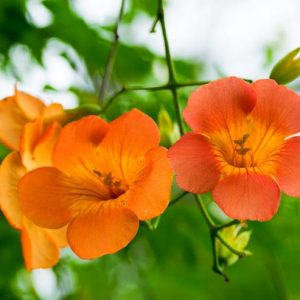 Campsis Grandiflora, Chinese Trumpet Creeper, Orange Vines, Mediterranean Vines, Orange Flowers