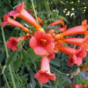 Campsis × Tagliabuana 'Madame Galen' (Trumpet Vine),Trumpet Creeper 'Madame Galen', Trumpet Vine 'Madame Galen', Orange Vines, Mediterranean Vines, Orange Flowers