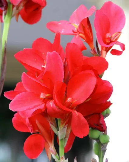 Canna 'Crimson Beauty', Indian Shot 'Crimson Beauty', Cana Lily 'Crimson Beauty', Canna Lily bulbs, Canna lilies, Red Canna Lilies