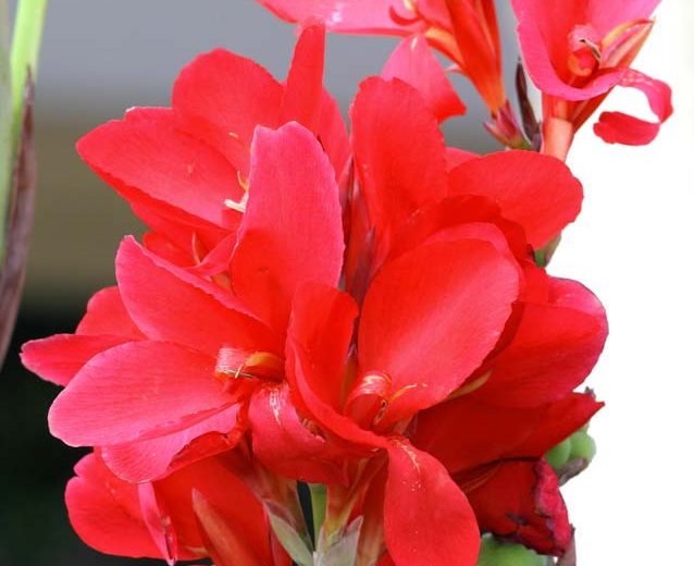 Canna 'Crimson Beauty', Indian Shot 'Crimson Beauty', Cana Lily 'Crimson Beauty', Canna Lily bulbs, Canna lilies, Red Canna Lilies