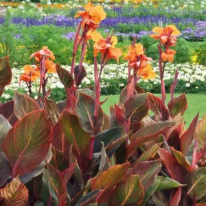 Canna Indica 'Purpurea', Indian Shot 'Purpurea', Cana Lily Wyoming, Canna Lily bulbs, Canna lilies, Orange Canna Lilies, Purple Leaves