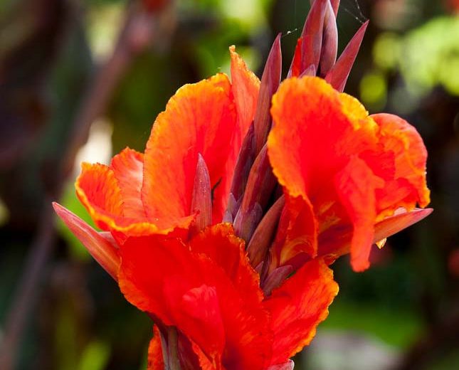 Canna 'Red King Humbert', Indian Shot Red King Humbert', Cana Lily Red King Humbert, Canna Lily bulbs, Canna lilies, Red Canna Lilies, Orange Canna Lilies, Bicolor Canna lilies