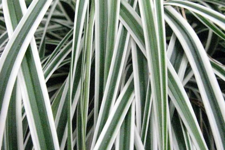 Carex Oshimensis 'Everest', Japanese Sedge 'Everest', Carex oshimensis 'Fiwhite', Variegated Sedges, Ornamental grasses,