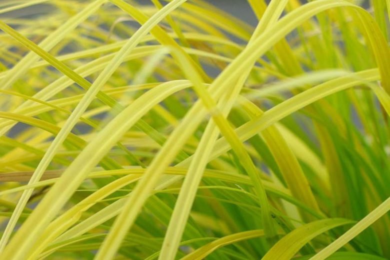 Carex Oshimensis 'Everillo', Japanese Sedge 'Everillo', Evergreen sedge, Evergreen Japanese Sedge, Ornamental grasses,