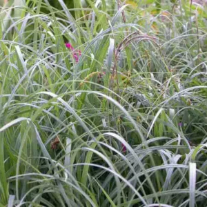 Carex flacca, Blue Sedge, Glaucous Sedge, Carnation Grass, Ornamental grasses, Blue Grass, Carex glauca