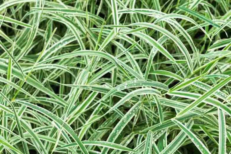 Carex morrowii 'Variegata', Sedge 'Variegata', Japanese Sedge 'Variegata', Morrow's Sedge 'Variegata', Variegated Sedge, Ornamental grasses,