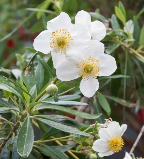 Carpenteria californica, Bush Anemone, Tree Anemone, white flowers, Mediterranean shrub