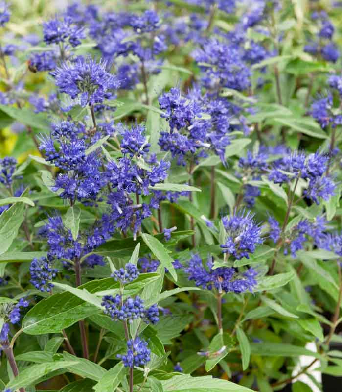 Caryopteris x clandonensis 'First Choice' (Bluebeard)