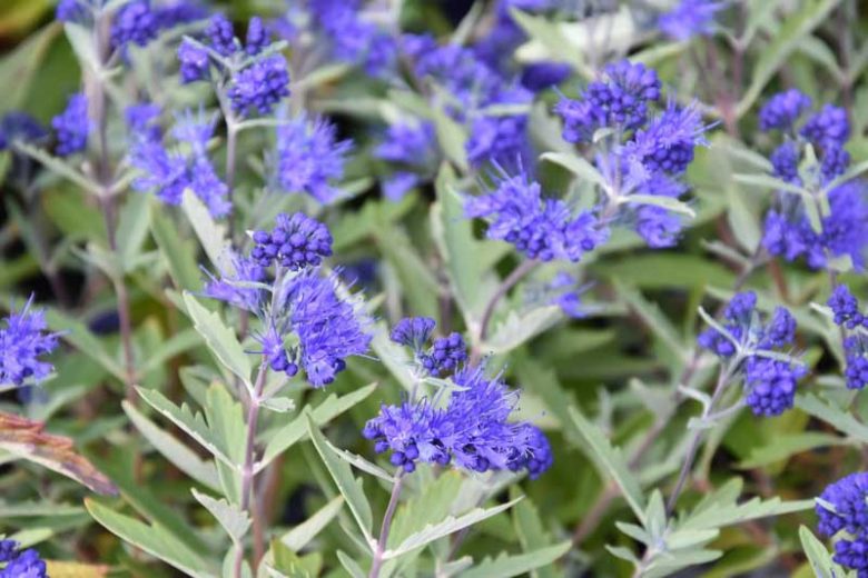 Caryopteris x clandonensis 'Kew Blue', Bluebeard 'Kew Blue', Caryopteris 'Kew Blue', Kew Blue Bluebeard, Kew Blue Blue Mist Spiraea, Blue Flowers, Blue Spiraea