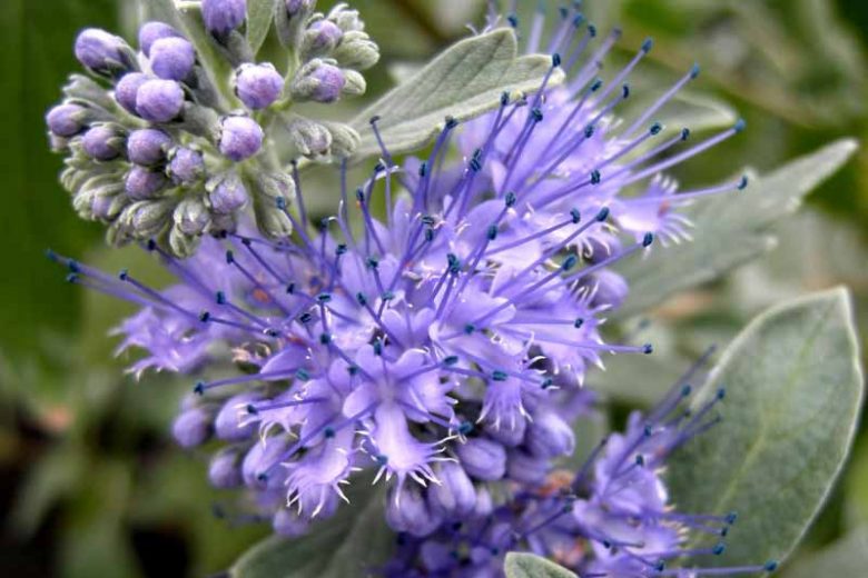 Caryopteris x clandonensis 'Lissilv' Sterling Silver, Bluebeard 'Hint of Gold', Caryopteris x 'Hint of Gold', Hint of Gold Bluebeard, Hint of Gold Blue Mist Spiraea, Caryopteris x clandonensis 'Lisaura', Blue Flowers, Blue Spiraea, Golden Bluebeard, Golden Blue Mist