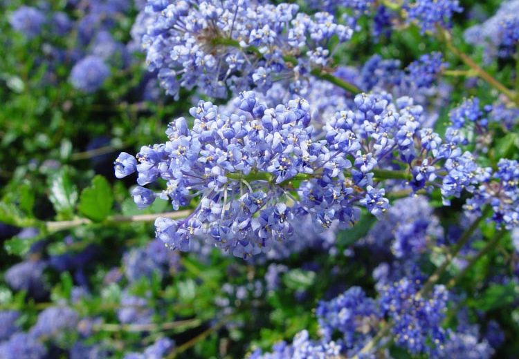 Ceanothus 'Autumnal Blue',  California Lilac 'Autumnal Blue', Ceanothus arboreus 'Autumnal Blue', Blue Flowers, Fragrant Shrubs, Evergreen Shrubs, Fall Flowers