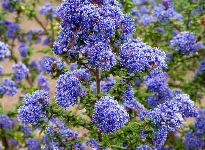 Ceanothus 'Dark Star',  California Lilac 'Dark Star', Blue Flowers, Fragrant Shrubs, Evergreen Shrubs