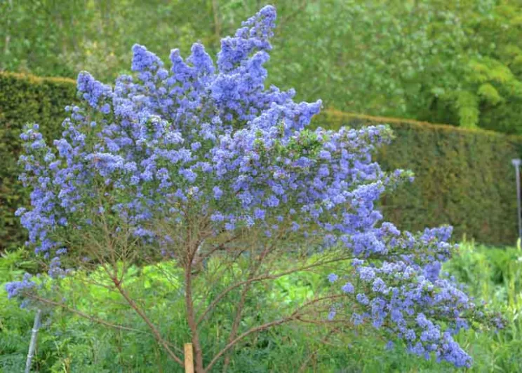 Ceanothus 'Puget Blue',  California Lilac 'Puget Blue', Ceanothus impressus 'Puget Blue', Blue Flowers, Fragrant Shrubs, Evergreen Shrubs