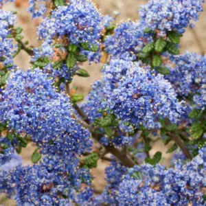 Ceanothus 'Victoria',  California Lilac 'Victoria', Blue Flowers, Fragrant Shrubs, Evergreen Shrubs, Ceanothus thyrsiflorus 'Victoria'