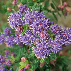 Ceanothus arboreus 'Trewithen Blue', California Lilac 'Trewithen Blue', Blue Flowers, Fragrant Shrubs, Evergreen Shrubs