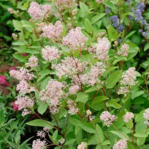 Ceanothus × pallidus 'Marie Simon', California Lilac 'Marie Simon', Pink Flowers, Fragrant Shrubs, Pink California Lilac, Drought tolerant shrubs,