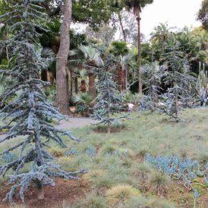 Cedrus atlantica 'Glauca',  Atlas Cedar 'Glauca', Blue Atlas Cedar 'Glauca', Conifer, Evergreen Tree, Blue Conifer