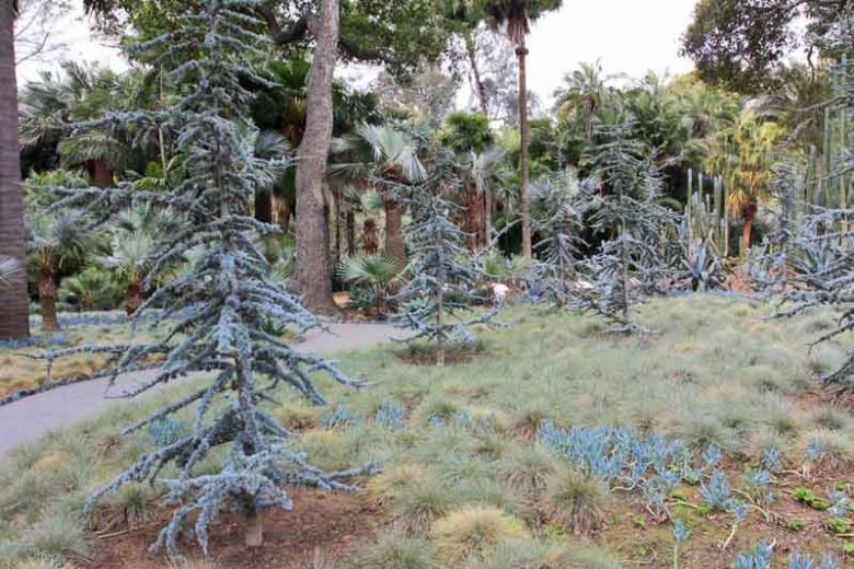 Cedrus atlantica 'Glauca',  Atlas Cedar 'Glauca', Blue Atlas Cedar 'Glauca', Conifer, Evergreen Tree, Blue Conifer