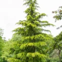 Cedrus deodara 'Aurea', Himalayan Cedar 'Aurea', Deodar Cedar 'Aurea', Conifer, Evergreen Tree, Golden Conifer, Yellow Conifer